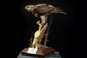 Dirk+Opalka+-+Erfolge10b