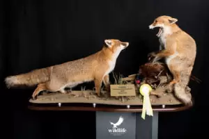 dirk+opalka+-+wildlif+-+erfolge+-+europameisterschaft+3+platz