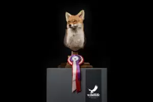 dirk+opalka+-+wildlif+-+erfolge+-+vizeeuropameister+2000