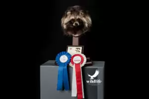 dirk+opalka+-+wildlif+-+erfolge+-+vizeeuropameister+2004+Marderhund